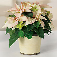 Cream Poinsettia