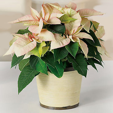 Cream Poinsettia