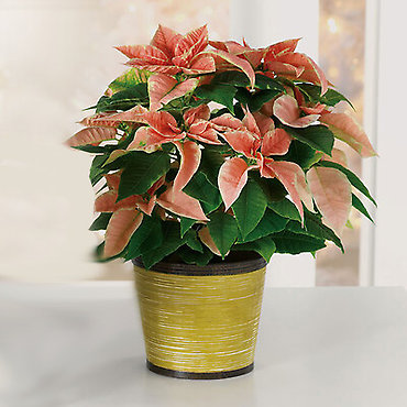 Pink Poinsettia