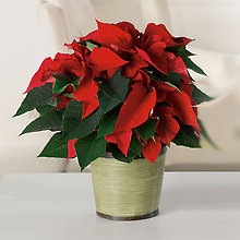 Red Poinsettia